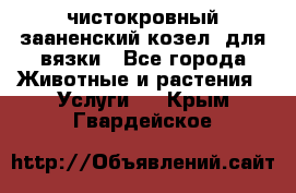 чистокровный зааненский козел  для вязки - Все города Животные и растения » Услуги   . Крым,Гвардейское